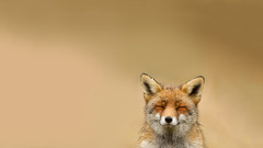 ^_^fox.jpg