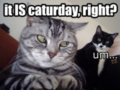 itiscaturday.jpg