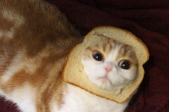 catbread.jpg