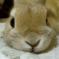 WUOn8VC.gif