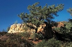 torrey-pine2.jpg