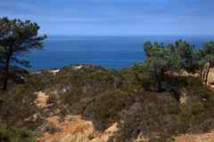 Torrey-Pines-State-Natural-Reserve_Image3.jpg