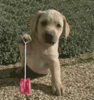 ShowLetter5.gif