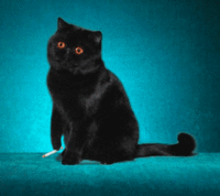 ShowLetter6.gif