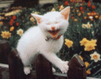 ShowLetter7.gif