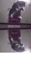 13261549205.gif