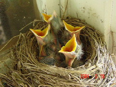 BabyBirds_Miller_061705.jpg