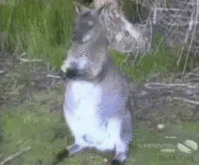 bird.gif