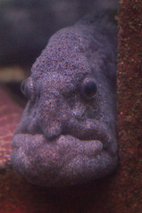 Old Man Fish.JPG Old Man Fish.JPG
