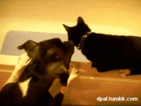 dog pushes cat in bath.gif