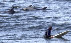 Dolphins-and-surfer2-990x604.jpg