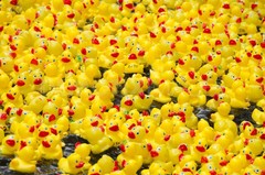 ducks-thousands-of-plastic-yellow-.jpg