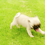 tumblr_mhhwuoQ4kU1rsyc9mo9_250.gif
