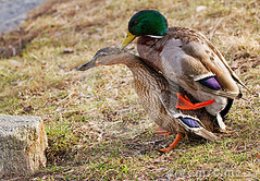 ducky from tinychan.jpg