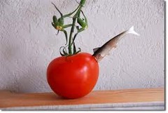 Tomatoe Fishy.jpg Tomatoe Fishy.jpg