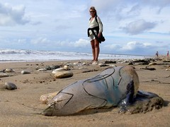 Portugees man of war beached.jpg Portugees man of war beached.jpg
