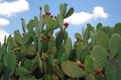 nopales.jpg