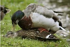 duckfuggets.jpg duckfuggets.jpg
