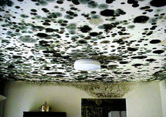 MOLDY Walls.jpg