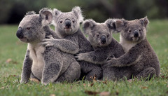 dogbears.jpg