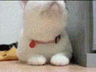 1362876108700.gif