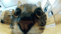 1362876751136.gif