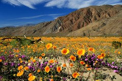 Anza BarregoWildflowers1.jpg