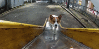 tumblr_manyoiNJPD1qiwf8po1_500.gif