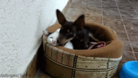 tumblr_miswlx8fcF1qbxi45o2_500.gif