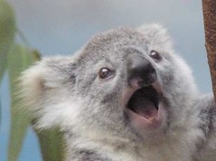 image.jpg