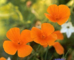 california-poppy-flower.jpg