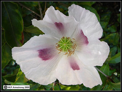 Poppy White Opium Afgah.jpg