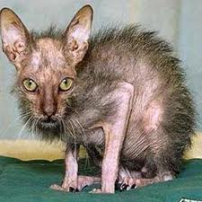 Ugly cat.jpeg