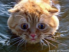 wetkitty.jpg
