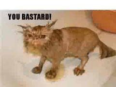 WET Kitty you bastard.jpg