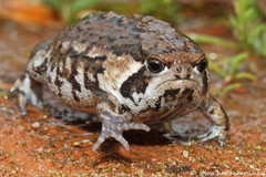 GrumpyToad.jpg GrumpyToad.jpg