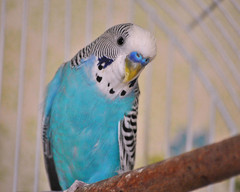 blue-parakeet-jai-johnson.jpg