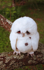 owl.jpg