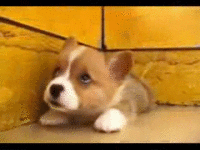 corgi.gif