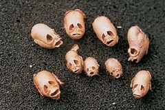 skull seeds.jpg