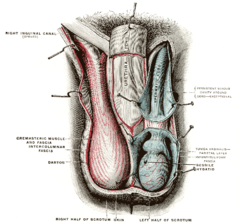 Scrotum.png