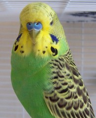 Wild-budgie-3.jpeg