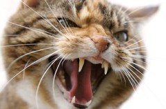 snarling_cat2.jpg snarling_cat2.jpg