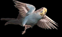 budgie001-470484507.gif