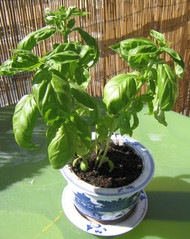 Basil.jpg Basil.jpg