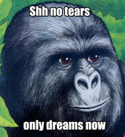 jimmies no tears.jpg