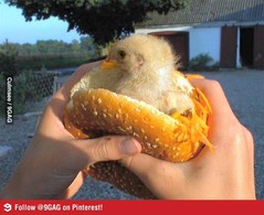 Ducky in bun.jpg Ducky in bun.jpg