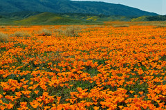 poppy-field.jpg