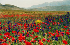 wildflowers 3.jpg