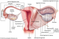 Fallopian tubes.jpg